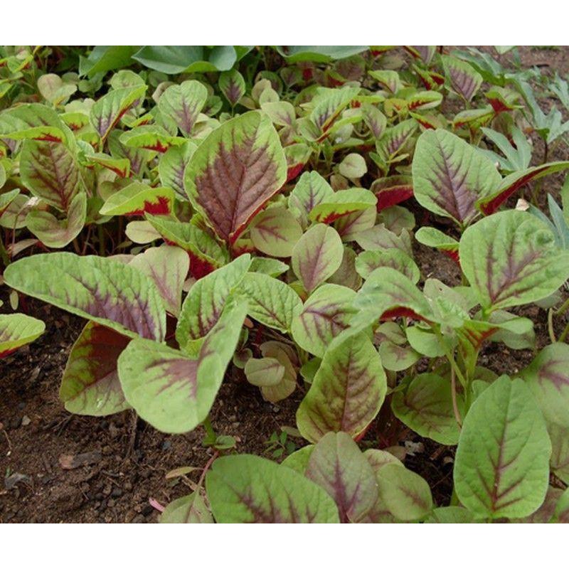 Hạt giống rau dền khoang 50g