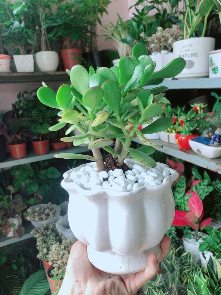 Chậu Cây Ngọc Bích