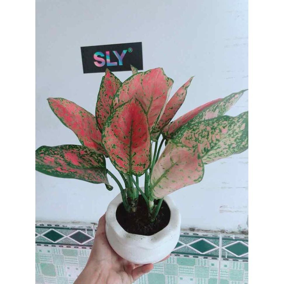 Chậu Vạn Lộc Bán Chạy