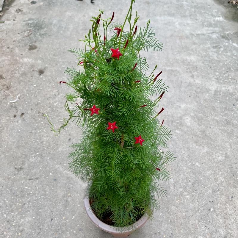Cây hoa sao thân leo cao 70cm, cây hoa leo giàn trang trí sân vườn và ban công tạo bóng mát