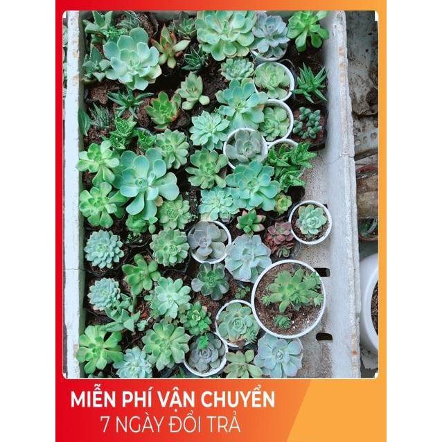 Combo 10 cây sen đá