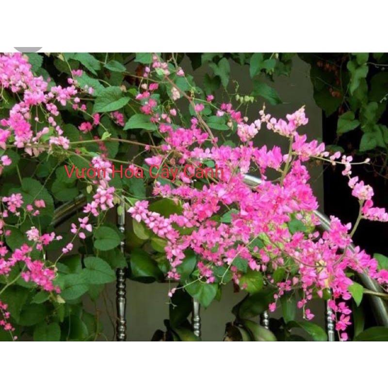 Chậu hoa tigon