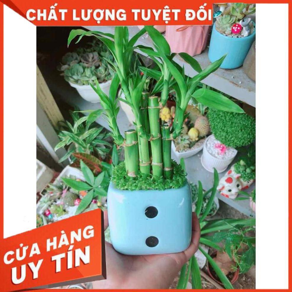 Chậu trúc phát tài Nhiều Người Mua