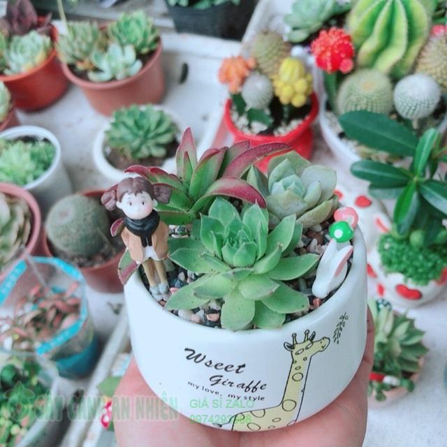 Chậu sen đá tiểu cảnh hưu cao cổ