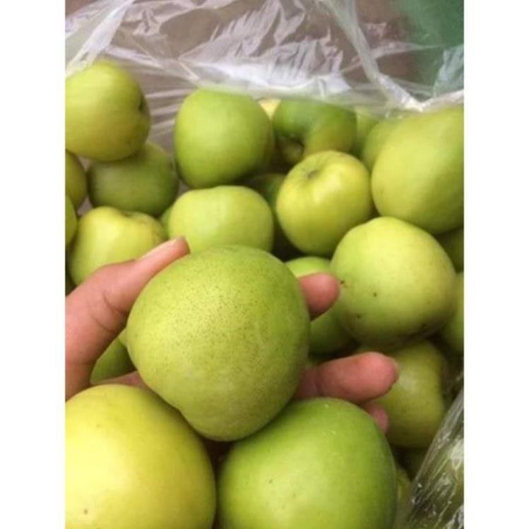 Sản phẩm TÁO NGỌT TRỒNG CHẬU