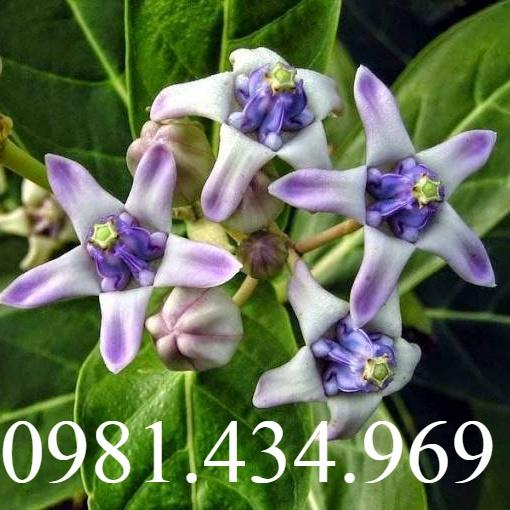 Lá Hen KHô Tr.ị He.n Suyễ.n Tắc Phổ.i -sp