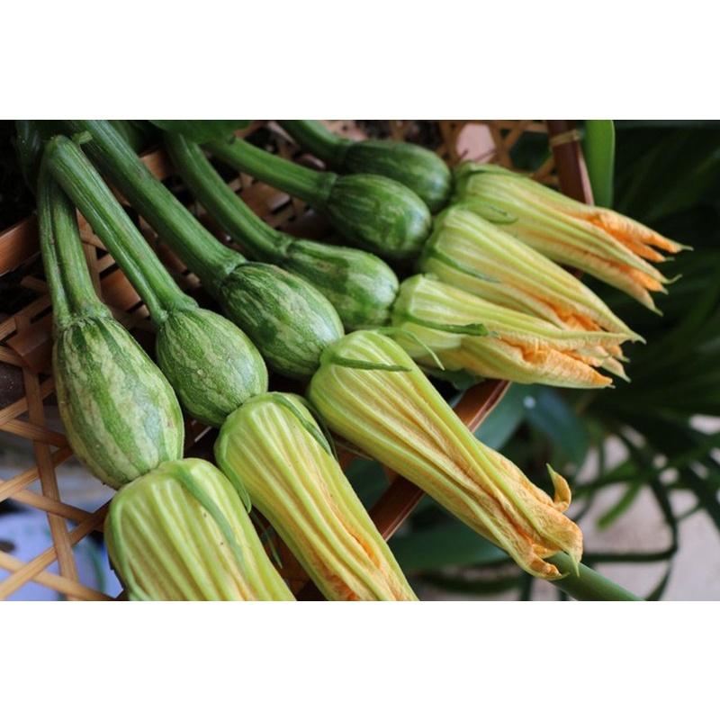 Giống Bí Nụ Lai F1 GITA 33 - RẠNG ĐÔNG - 8 Hạt - Bông nhiều, nụ nhiều, thu hoạch nụ liên tiếp, trái ăn ngon