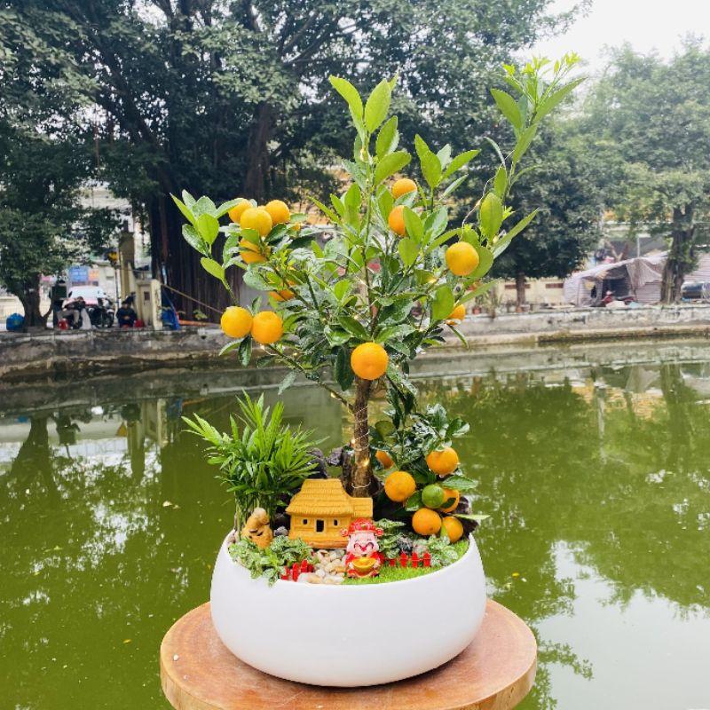 Chậu quất tiểu cảnh tài lộc chưng Tết - cây quất cảnh phối tiểu cảnh tài lộc để bàn