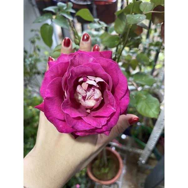 Cây hoa Hồng ngoại monica thân gỗ dáng tree