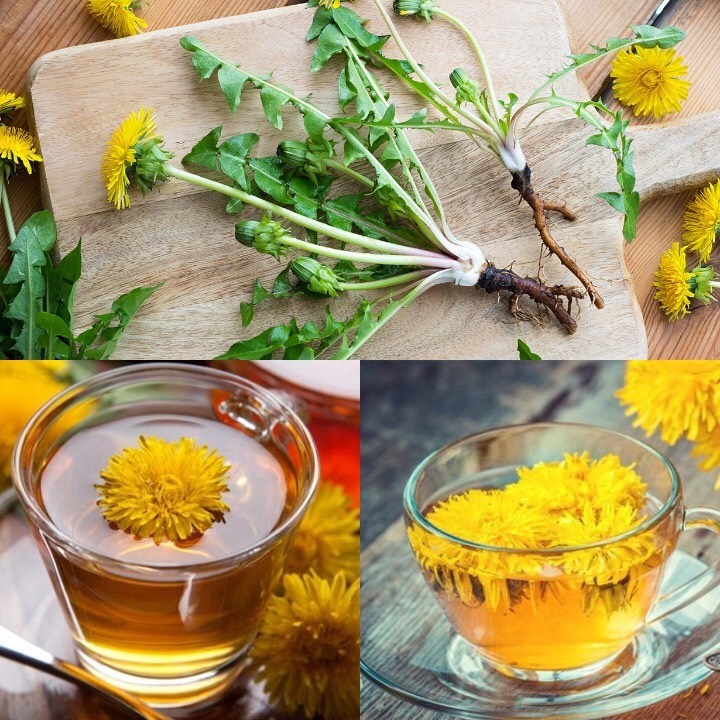 Hạt giống Hoa bồ công anh RD 924
