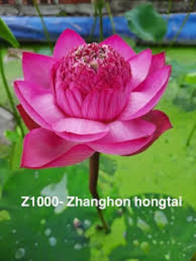 Xả hàng-----Củ Sen Trung Giống Jinse---Sale hè