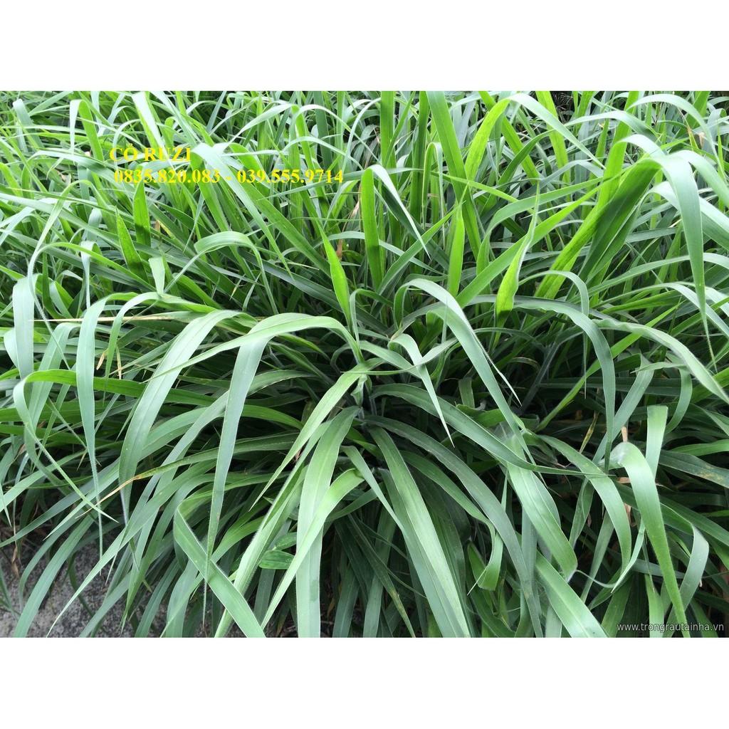 Hạt giống cỏ Ruzi - Cỏ chịu dẫm đạp - Hạt Giống Cỏ Chăn Nuôi Trâu-bò-dê-cừu-cá