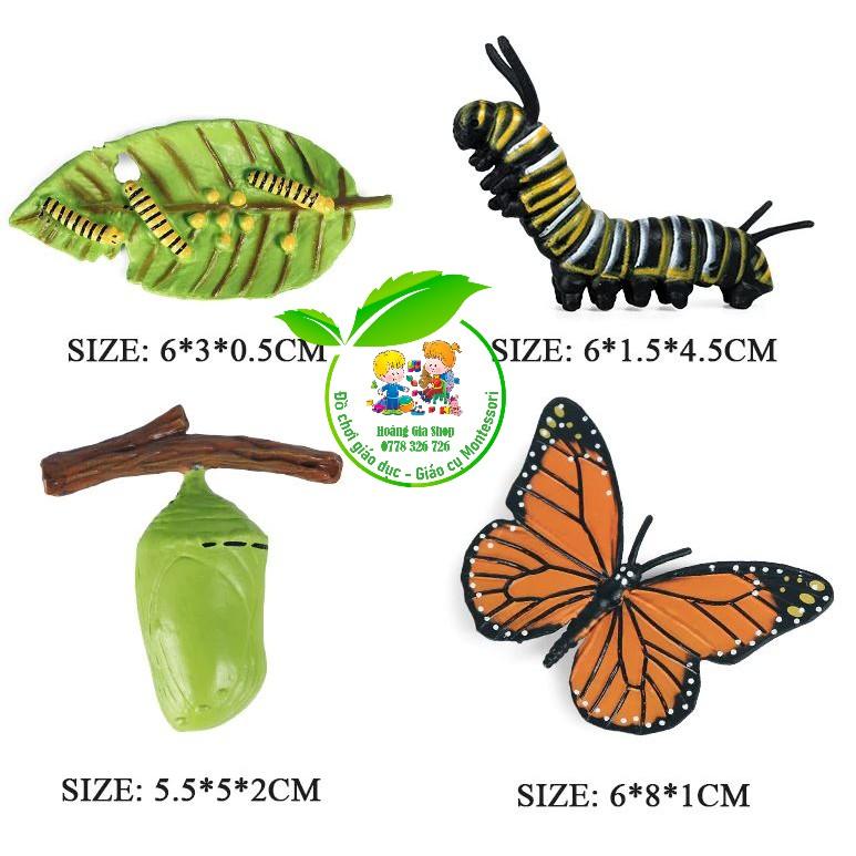 Mô hình vòng đời của bướm - Butterfly life cycle