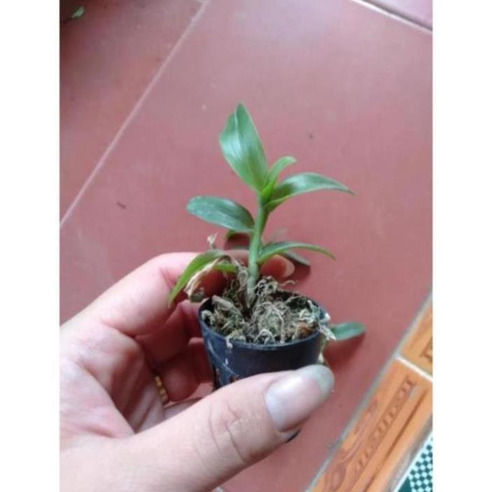 Kie hoa phong lan phi điệp lộc bắc