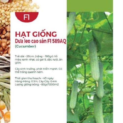 Hạt Giống Dưa Leo Cao Sản F1 589AQ (0.5gr)