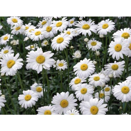 Hạt Giống Hoa Cúc Họa Mi KNS3573 - Gói 50 hạt