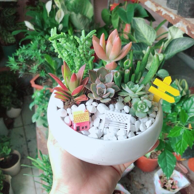 Chậu Sen Đá Tiểu Cảnh