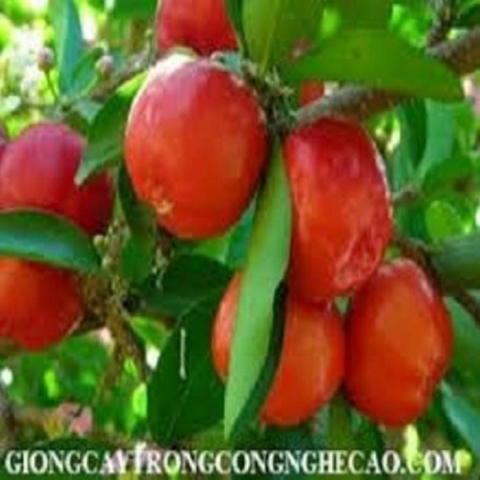 CÂY GIỐNG CÂY SƠ RI THÁI TRÁI NGỌT, SIÊU QUẢ, CAM KÉT CHUẨN GIỐNG F1