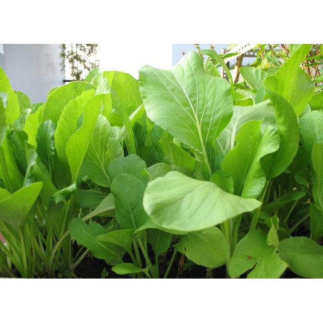 Hạt giống cải ngọt 100gr