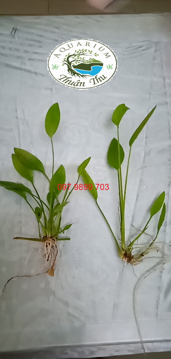 CÂY BÁCH THỦY TIÊN cho bể thủy sinh