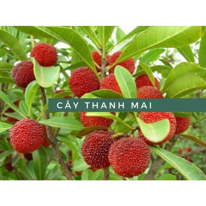 Cây thanh mai cao 50 cm
