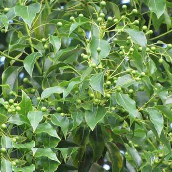 Hạt Giống Cây Long Não CT570 - Gói 10 hạt