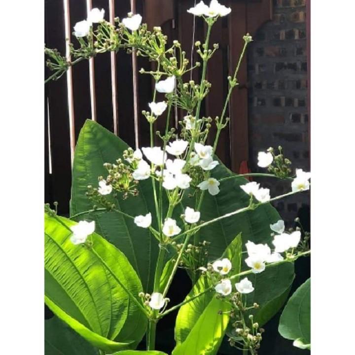 CHẬU CÂY BÁCH THỦY TIÊN -DỄ TRỒNG,MANG LẠI MAY MẮN CHO GIA CHỦ