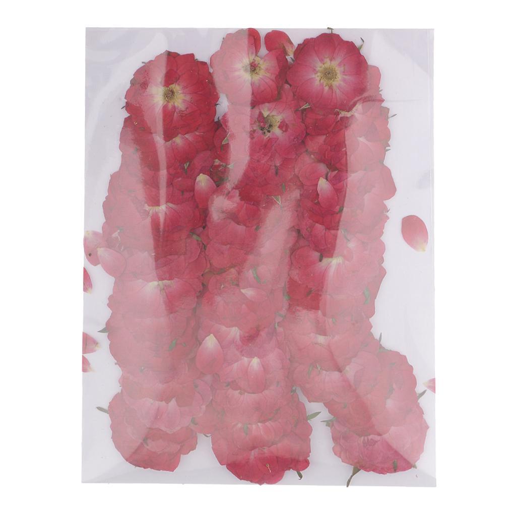 100pcs Pressed Flower Real Dried Flowers 2 Styles Of Rose And Chrysanthemum For Decorations And Crafts Supplying Great Gifts