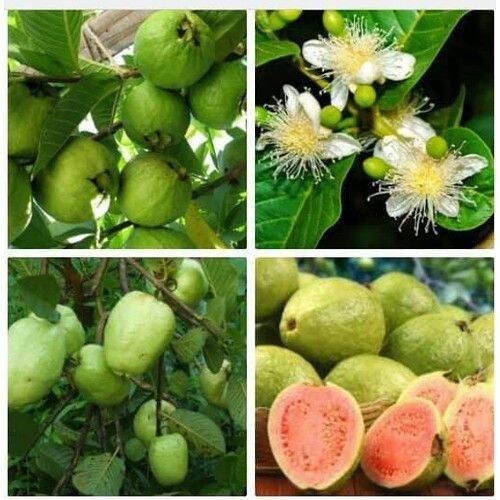 CÂY GIỐNG ỔI SÁ LỊ SIÊU SỚM