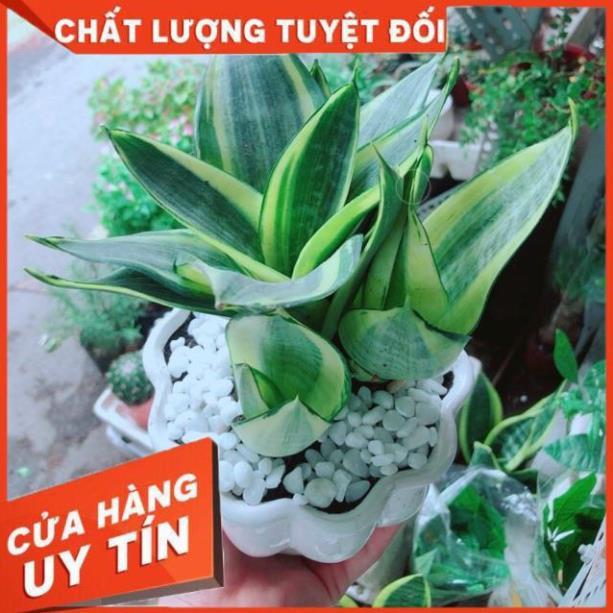 Chậu Lưỡi Hổ Thái Vàng