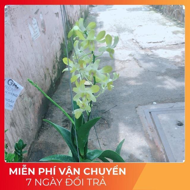 Lan Dendro Vàng Nhạt