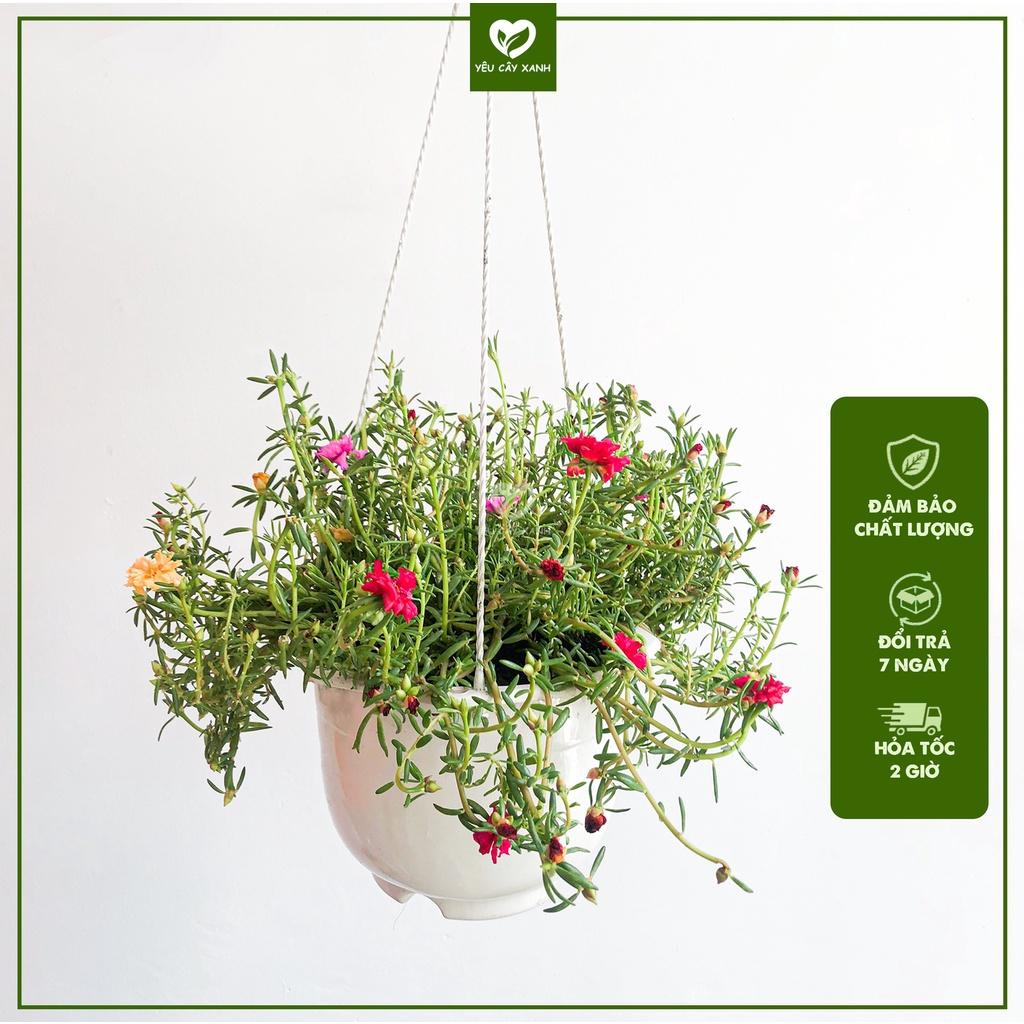 Chậu Treo Cây Hoa Mười Giờ thái mix nhiều màu
