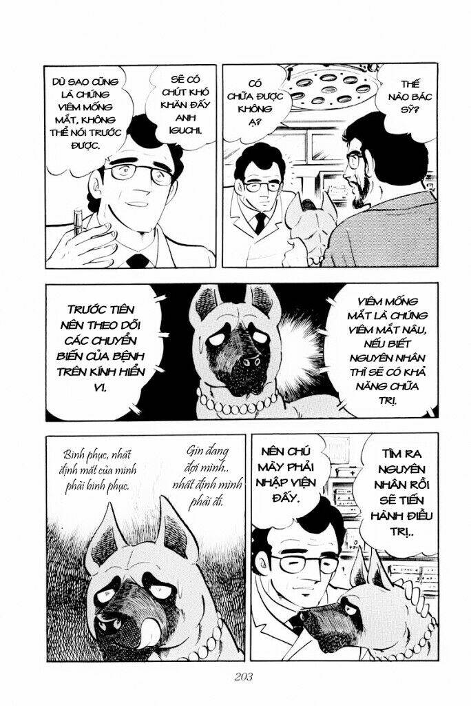 chú chó có nghĩa - ginga nagareboshi gin chapter 29 17