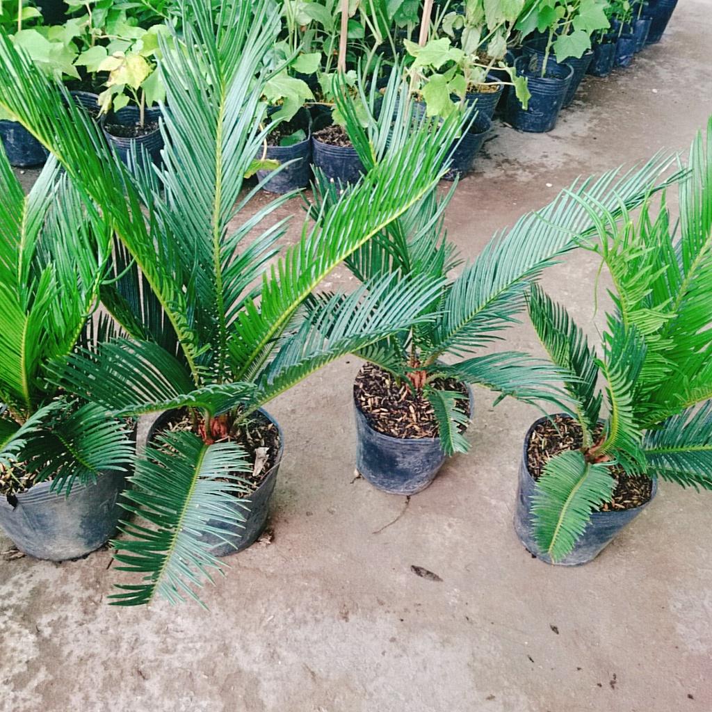 Cây thiên tuế - cây cảnh để bàn + tặng phân bón cho cây mau lớn