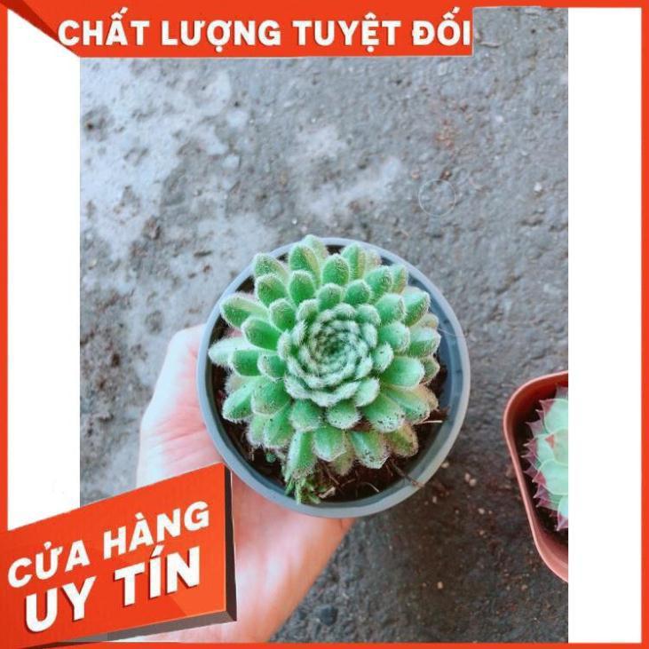 Chậu Phật Bà Nhím Xanh Nhiều Người Mua