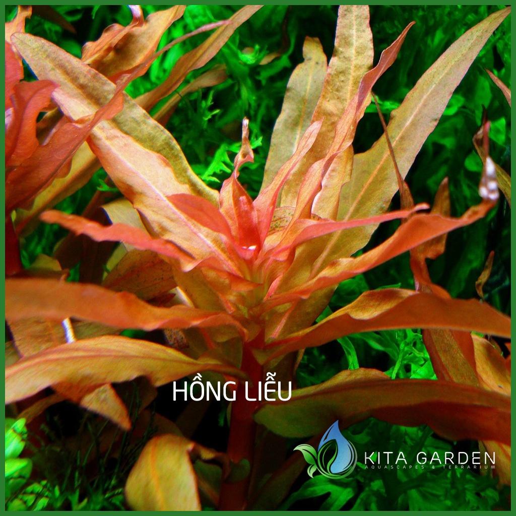 HỒNG LIỄU THUỶ SINH | TRUNG CẢNH - CÂY THUỶ SINH HÀ LAN | CÂY THỦY SINH DỄ TRỒNG