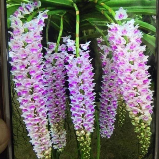 1 BÓ LAN ĐUÔI CHỒN - Hàng chuẩn Rừng - Hoa siêu đẹp