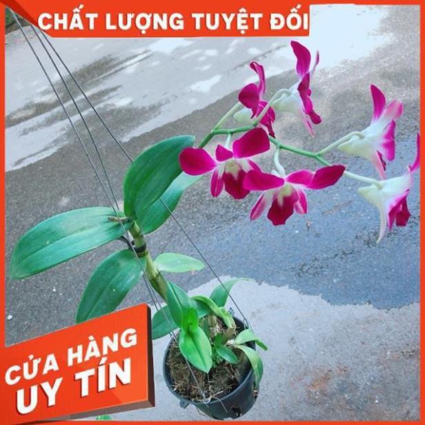 Chậu Lan Dendro