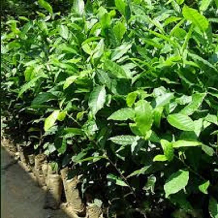 Combo 10 bầu cây giống cây trà  xanh