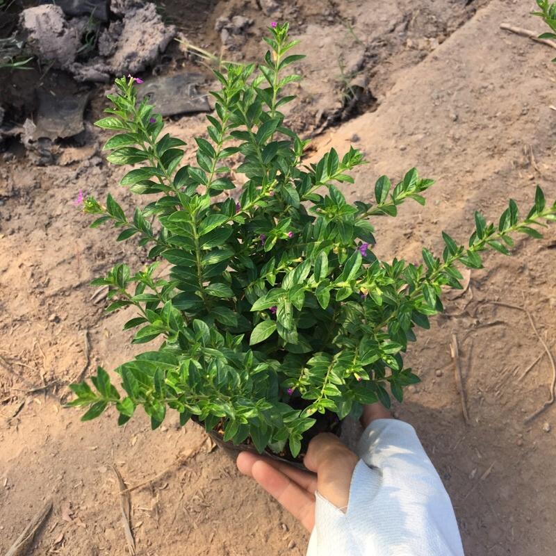 Cây hoa cẩm tú mai trồng bịch đen cao 10cm ,cây phát triển và ra hoa quanh năm ,trồng một lần dùng mãi mãi