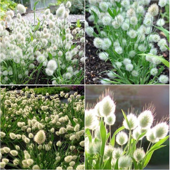 Hạt giống cây cỏ đuôi thỏ - 100 hạt/gói