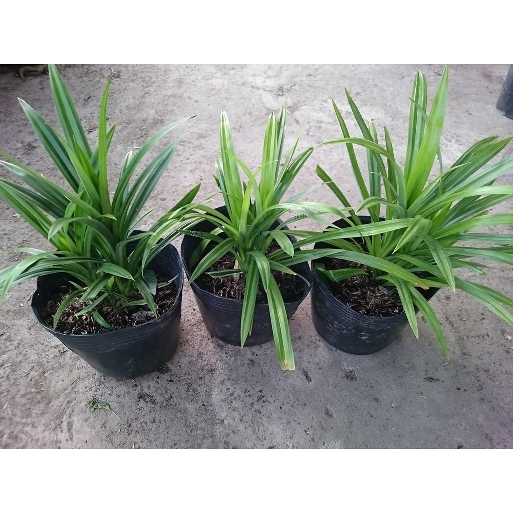Cây lá dứa - cây cảnh vườn + tặng phân bón cho cây