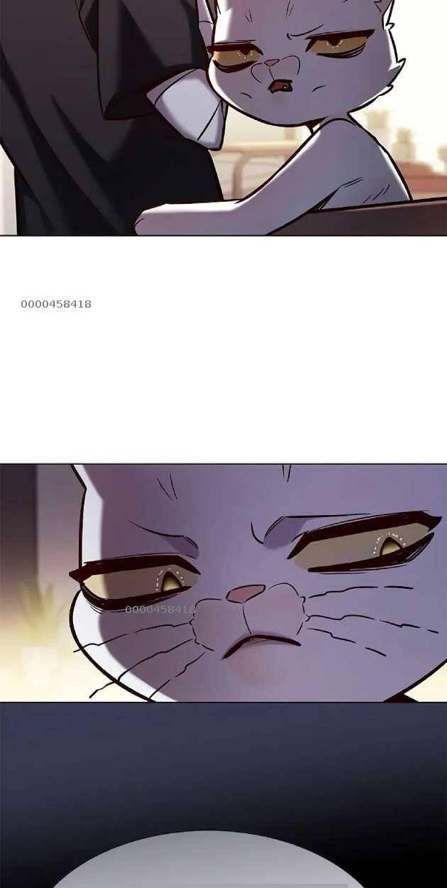 biến thân thành mèo chapter 263 15