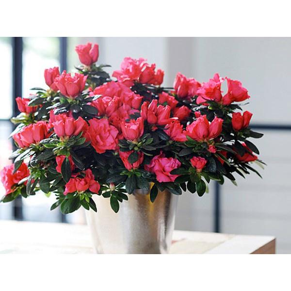 Cây hoa đỗ quyên -Không giao dc 19 tỉnh Miền Nam