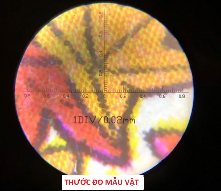 Kính lúp mini cầm tay có đèn trợ sáng phóng đại 100 lần tích hợp thước đo