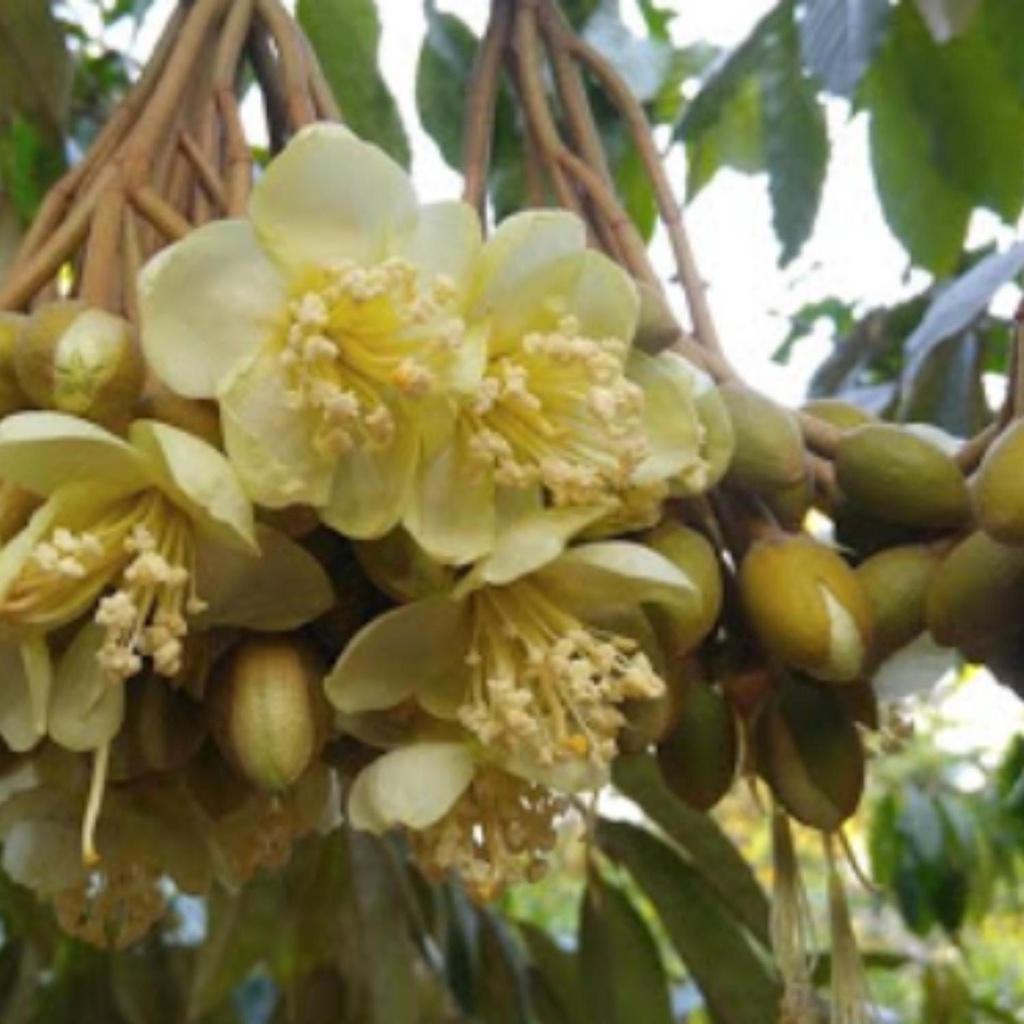 Phân bón siêu ra hoa đậu quả giúp tăng khả năng thụ phấn, ra hoa đều đẹp, cứng cây, to củ cho mọi cây trồng