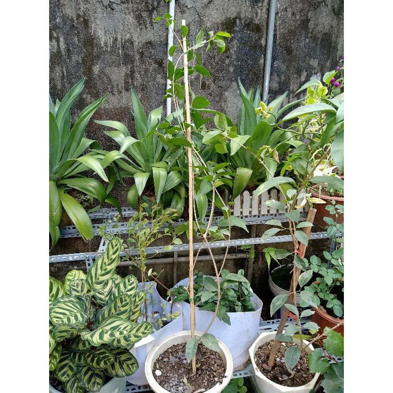 Cây Lan Tỏi_Hồng Anh chiết cành
