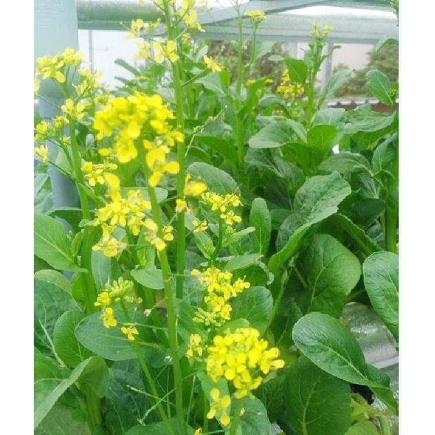 Hạt giống rau Cải ngồng xanh dể trồng f1 -gói 20gram-tặng kèm gói phân bón lót