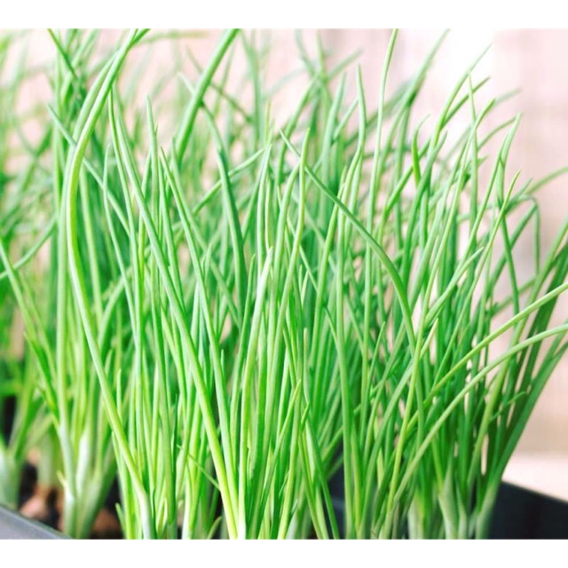 Hạt giống Hành hương cao sản GN 61