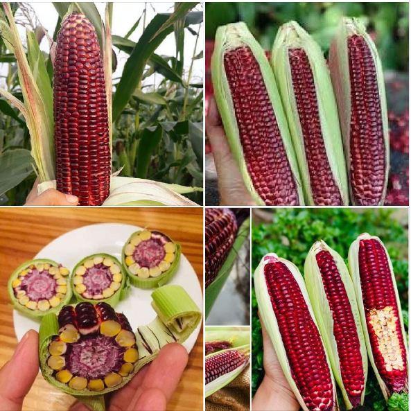 Bộ 3 gói Hạt giống ngô Nữ Hoàng đỏ